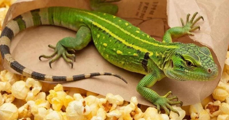 Аустралияда заңсыз рептилия контрабандасы үшін рекордтық мерзім берілді