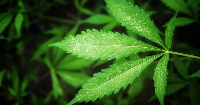 Қырғызстанда киім өндірісінде техникалық қарасораны пайдалану ұсынылды