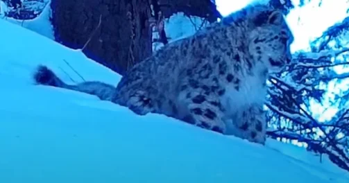 Сирек кадр: Алматы қорығында аландар көзге түсті