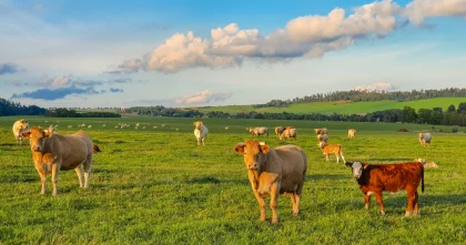 Расширять экспорт КРС намерены в Казахстане