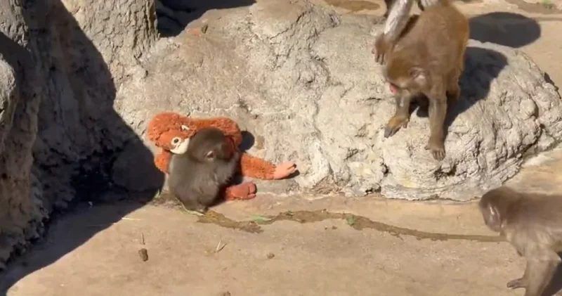 У обезьянки Панча, за которой следит весь мир, появилась приёмная мама