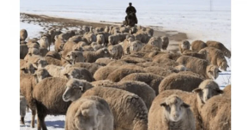 Ұлы даладағы дүбір: төрт түліктің түйткілі шешіле ме?