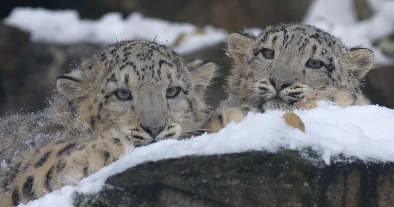 Весёлые барсята попали в кадр в горах Алматы