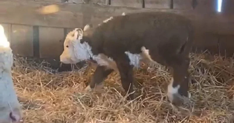 Не обычные, а племенные : телята красной масти с белой головой пропали в Акмолинской области