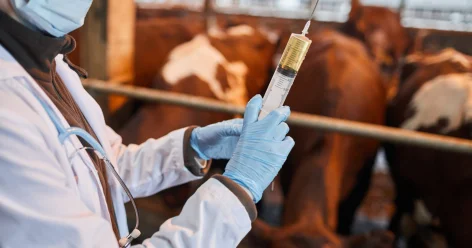 Сельскохозяйственных животных бесплатно вакцинируют в Алматы