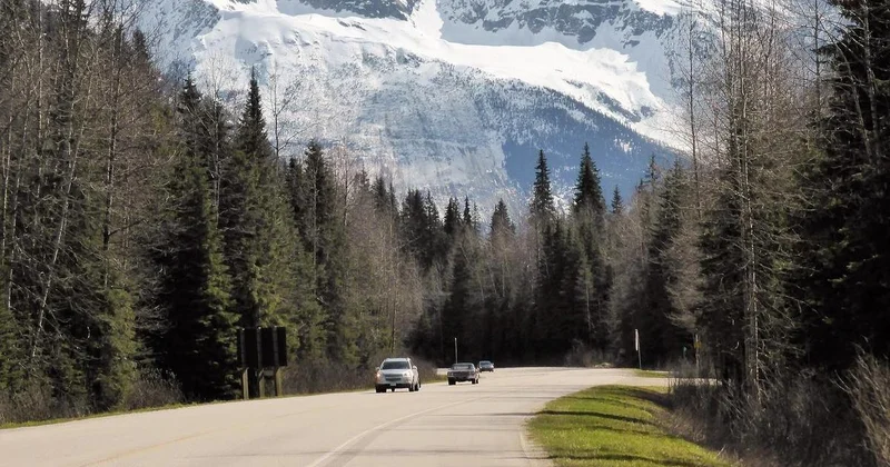 Вырубка деревьев и выкуп участков: о планах строительства дороги на Кок Жайлау рассказали в акимате