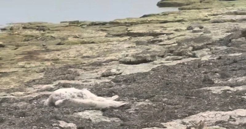 Массовая гибель лебедей зафиксирована близ Актау (видео)