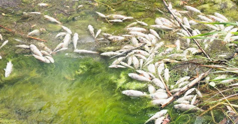 Массовый замор рыбы произошел на западе Казахстана