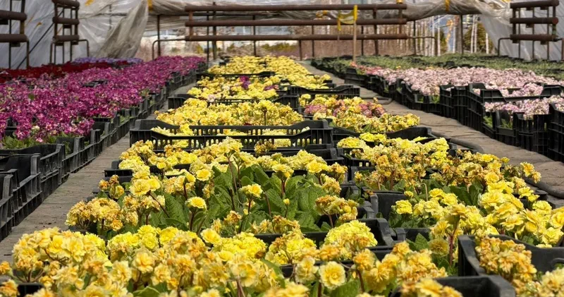 Алматыда 380 мың шаршы метрден астам аумаққа гүл егіледі