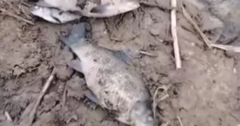 Ақтөбеде шағын көлшікте балық қырылды