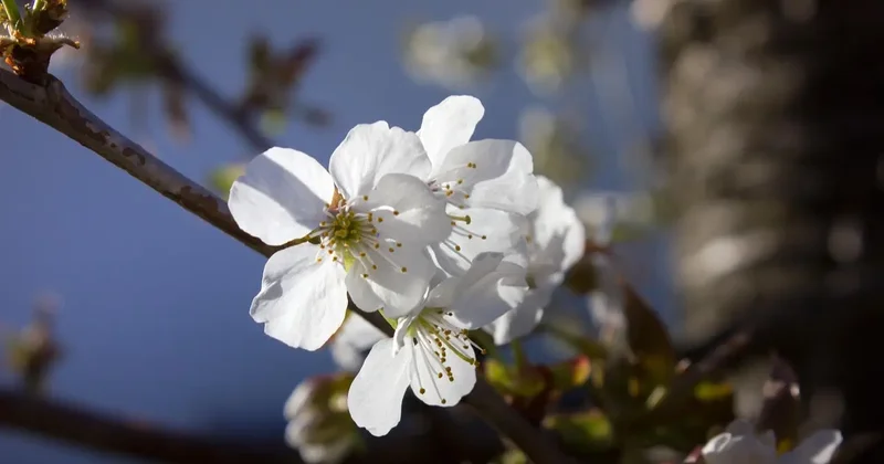 Прогноз погоды на 27 марта: до +28 градусов ожидается на юге Казахстана, местами гололёд на севере и востоке