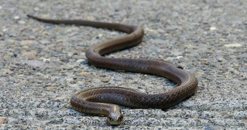 Сразу четырех змей отловили спасатели в Талдыкоргане (ВИДЕО)