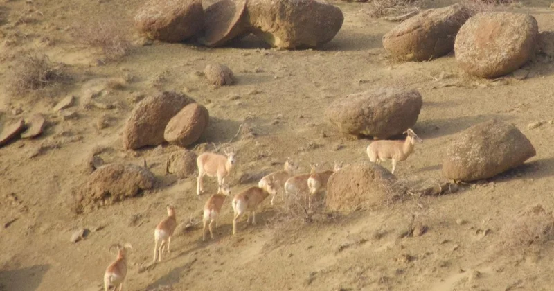 Маңғыстауда Үстірт тау қойының саны артып келеді