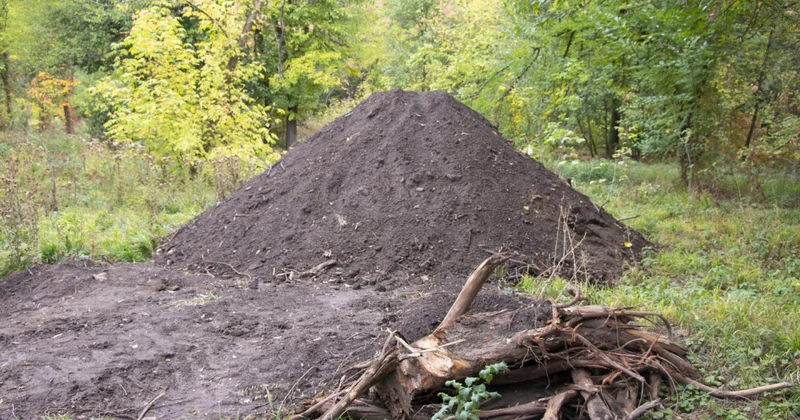 Почему алматинцы просят вернуть Роще Баума особый статус