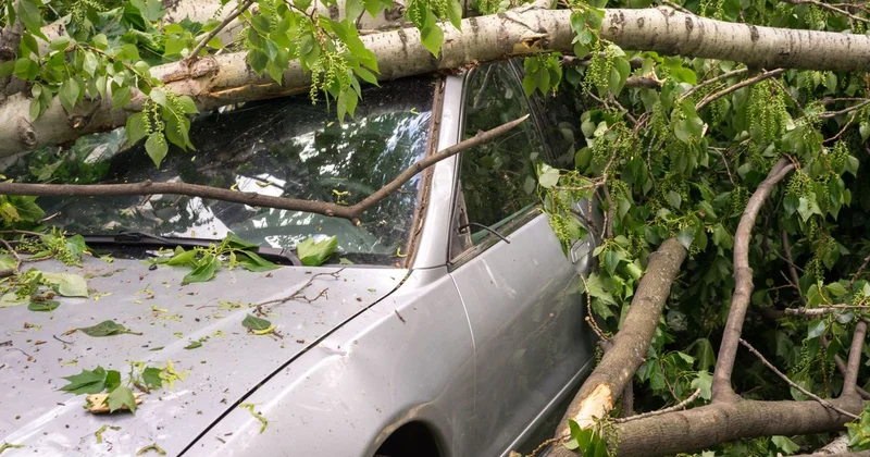 Карагандинец отсудил деньги у акимата после падения дерева на его авто