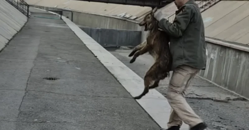 В Алматы собаку из русла Весновки спас известный кыргызский актер