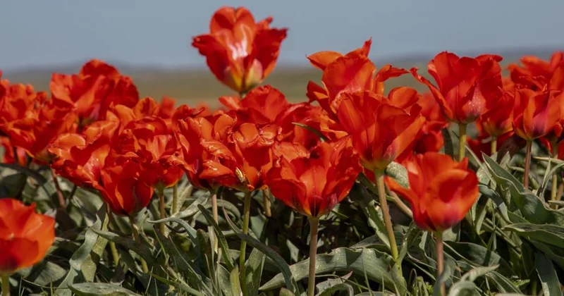 Нидерланд Корольдігі Жамбыл облысына 40 мың түп қызғалдақ сыйлады