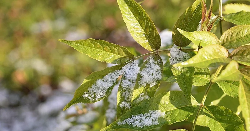 В Астане после заморозков потеплеет до +24