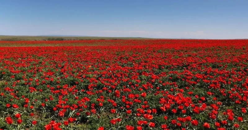 40 тысяч луковиц тюльпанов от Королевства Нидерландов передали Жамбылской области