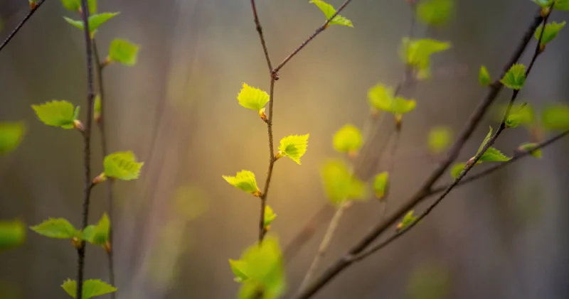 Күн күркіреуі, бұршақ және 30 градус ыстық: 26 сәуірде Қазақстанда ауа райы қандай болады