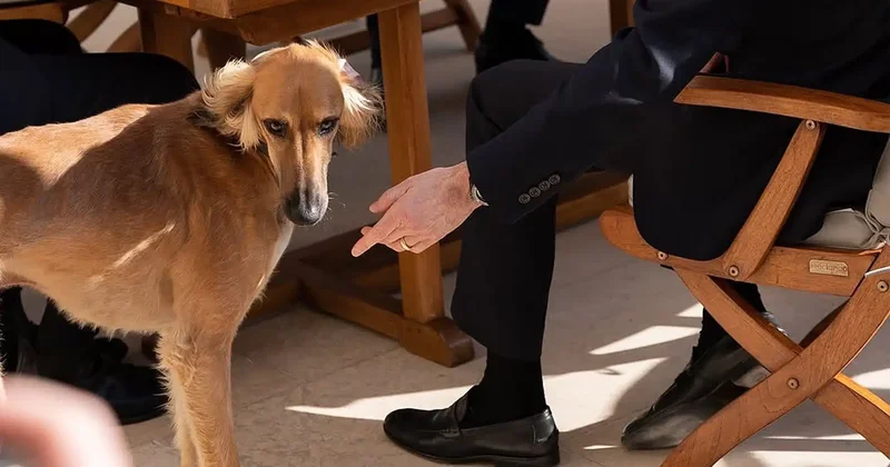 Kazakh dogs accompany President Macron during his meetings with kings