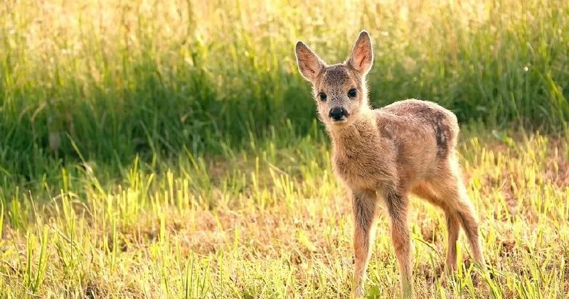 Германияда дрондарға шектеу күшейіп, бұғының төлдерін құтқару қиындады