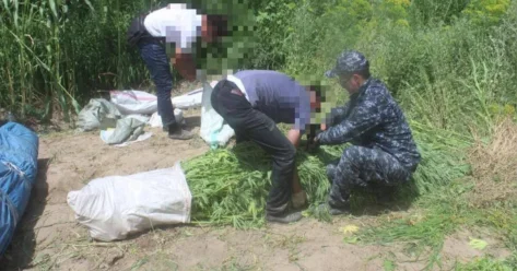 Наркоплантацию с 130 кустами каннабиса ликвидировали в Шымкенте