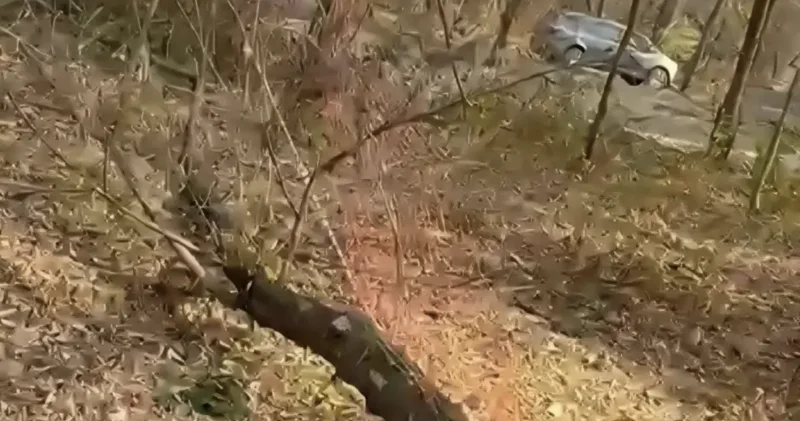 Баум тоғайында ағаштар заңсыз кесілген