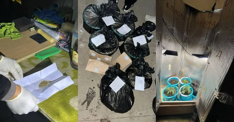 Оралда есірткі өсіретін жасырын фитозертхана жойылды
