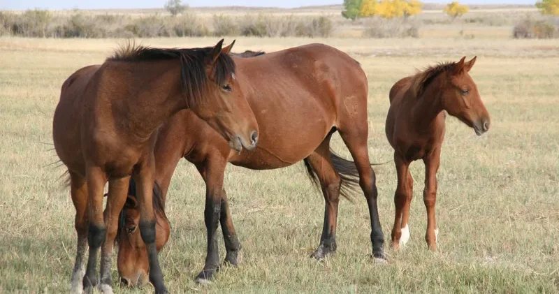 Түркістан облысында өрістегі малға қасқыр шабуда