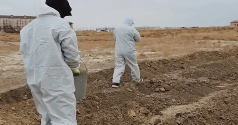 Атырау маңындағы ауылдарда зиянкестерге қарсы улау жұмыстары басталды