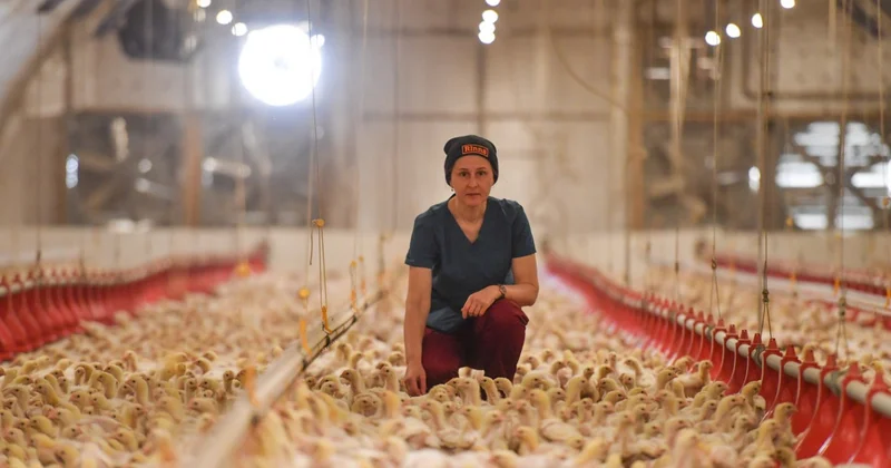 Төл өнім төрге озса игі