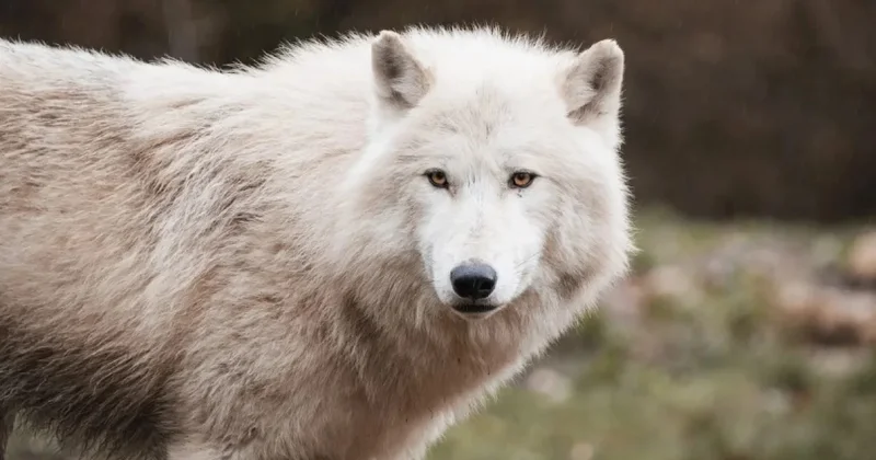 Жители Туркестанской области боятся выходить из дома из за волков