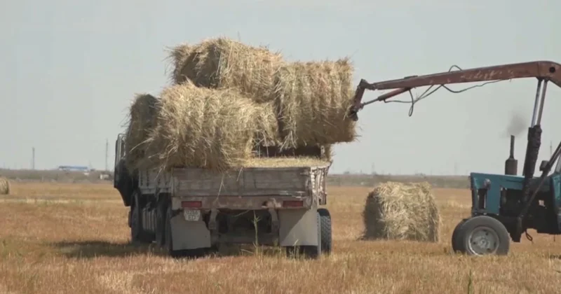 Атырау облысында шаруалар субсидияға зәру