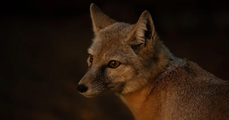 Астанчане встретили лису у Акорды (ВИДЕО)