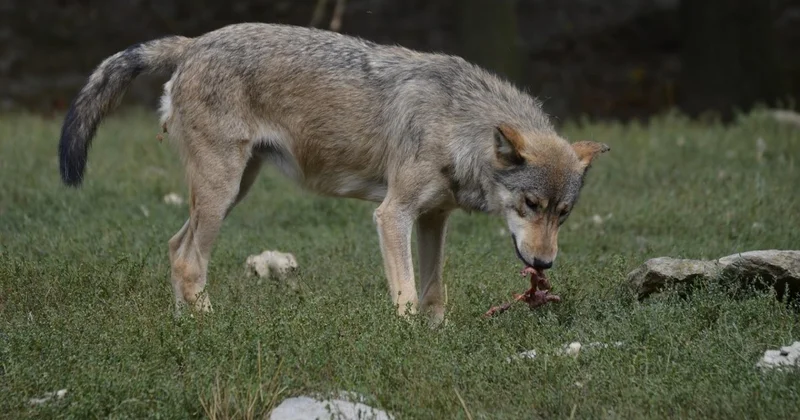 Волки оставили фермеров без скота и с долгами в Туркестанской области