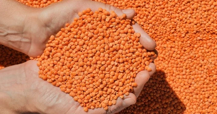 Түркияға шамамен 227 мың тонна қазақстандық жасымық экспортталды