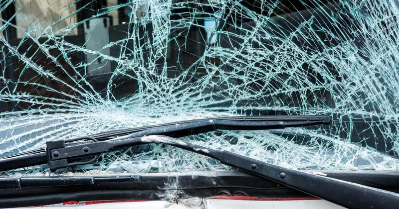 Орлан пробил лобовое стекло авто котом