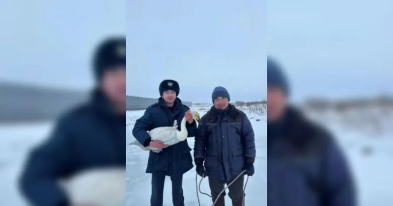 Раненого лебедя спасли полицейские в ВКО