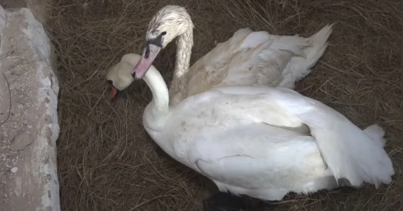 Баянауылда қос аққу зообақта қыстап шығады