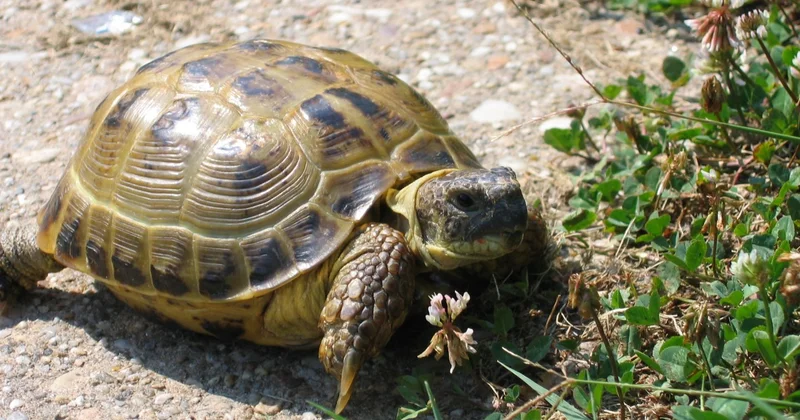 Степную черепаху трогать нельзя за отлов и продажу теперь грозит тюремный срок