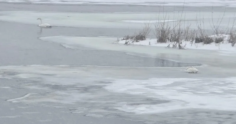 Қос аққу жылжымайды: Жақын барып хал жайын кім сұрайды?