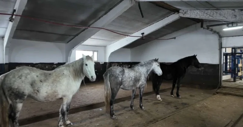 Теріскейде жылқы бағып отырған шаруа қымыз саудасын қыздырды