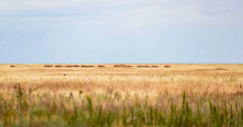 Атырауда киіктер ауыл ішінде жайылып жүр