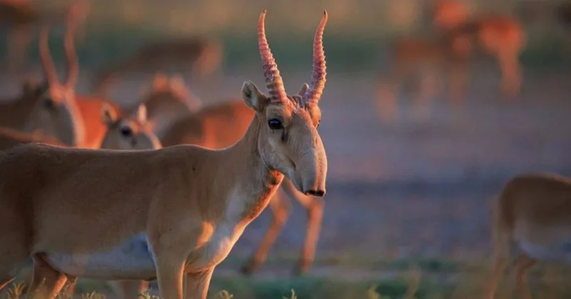 Атырау Астрахань жолы ақбөкен легінің теңізге өтуіне бөгет болып тұр