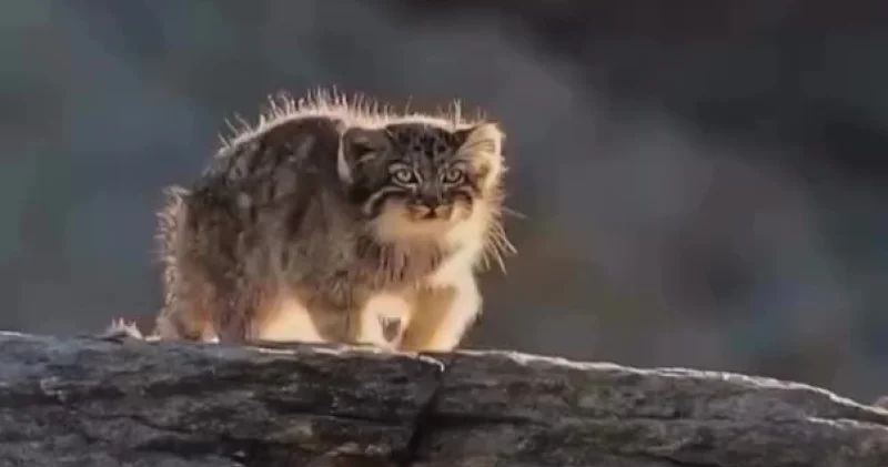 Шарын шатқалында Қызыл кітапқа енген жыртқыш көзге түсті