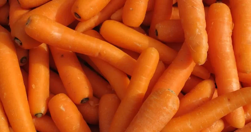 Запрет на вывоз моркови в Казахстане вводить не будут Жумангарин