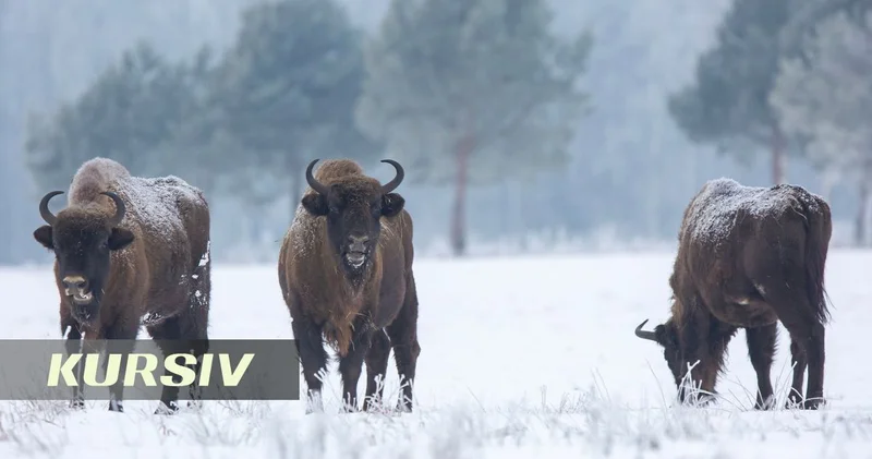 North American bison are now living in Central Asia