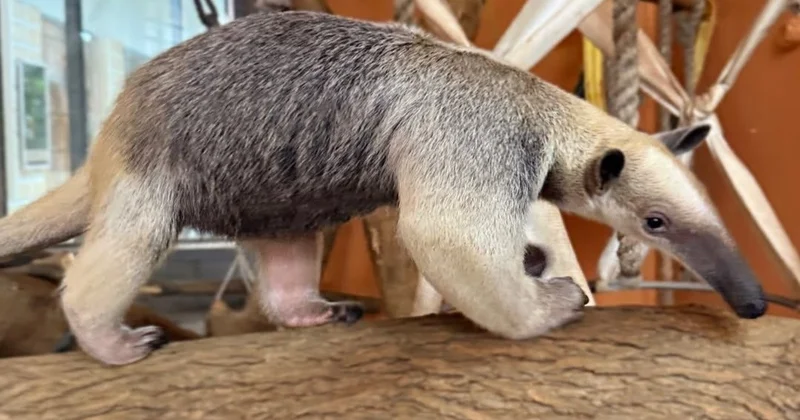 Алматы зообағы Оңтүстік Америкадан келген ерекше жануармен толықты