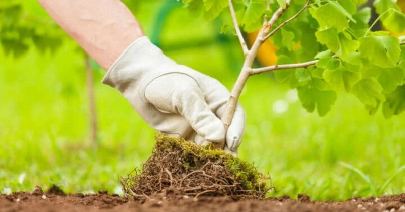 Ақтөбе облысында шөлге төзімді ағаштар отырғызуға басымдық беріледі